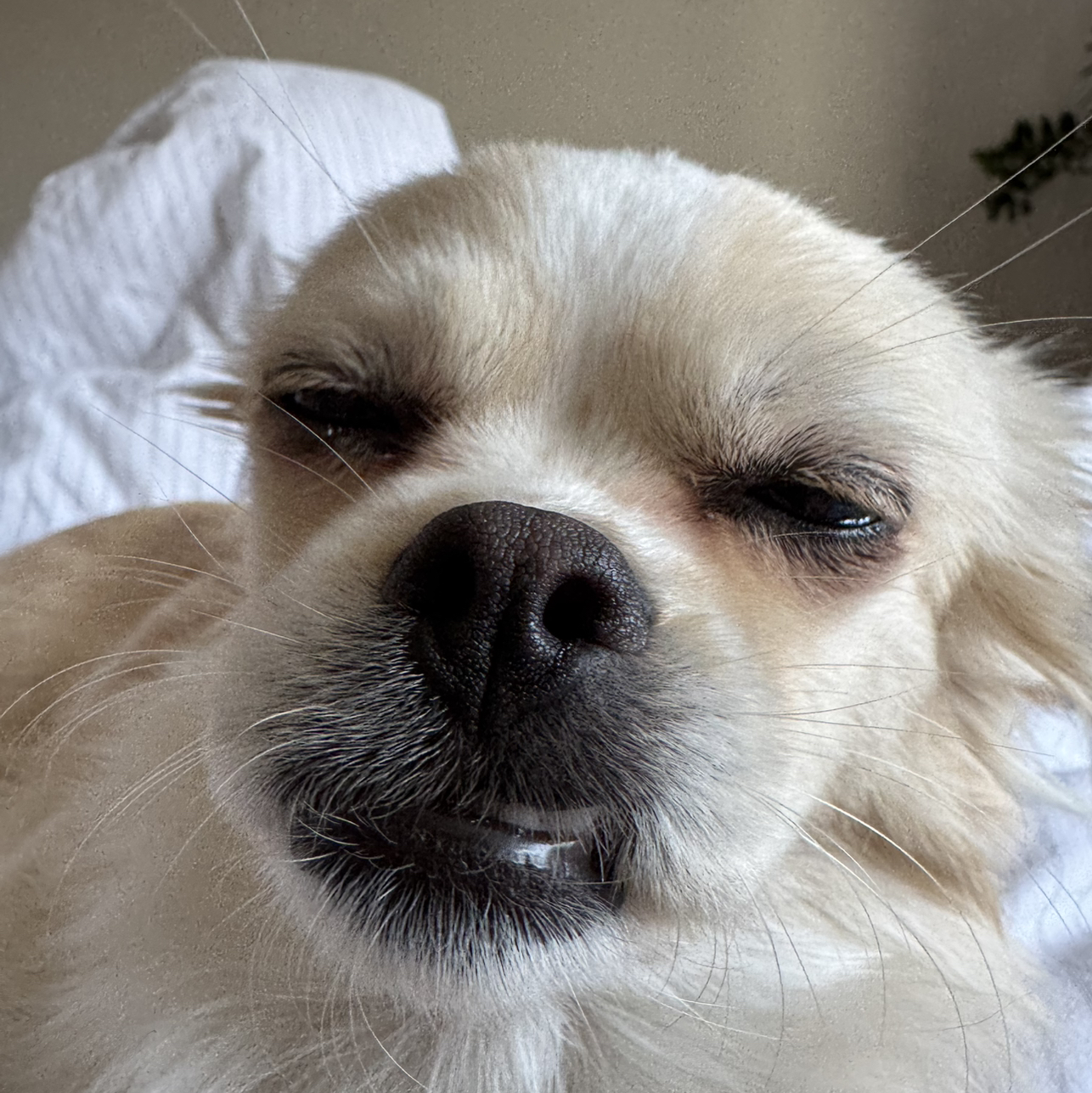 pechihuahua's profile picture