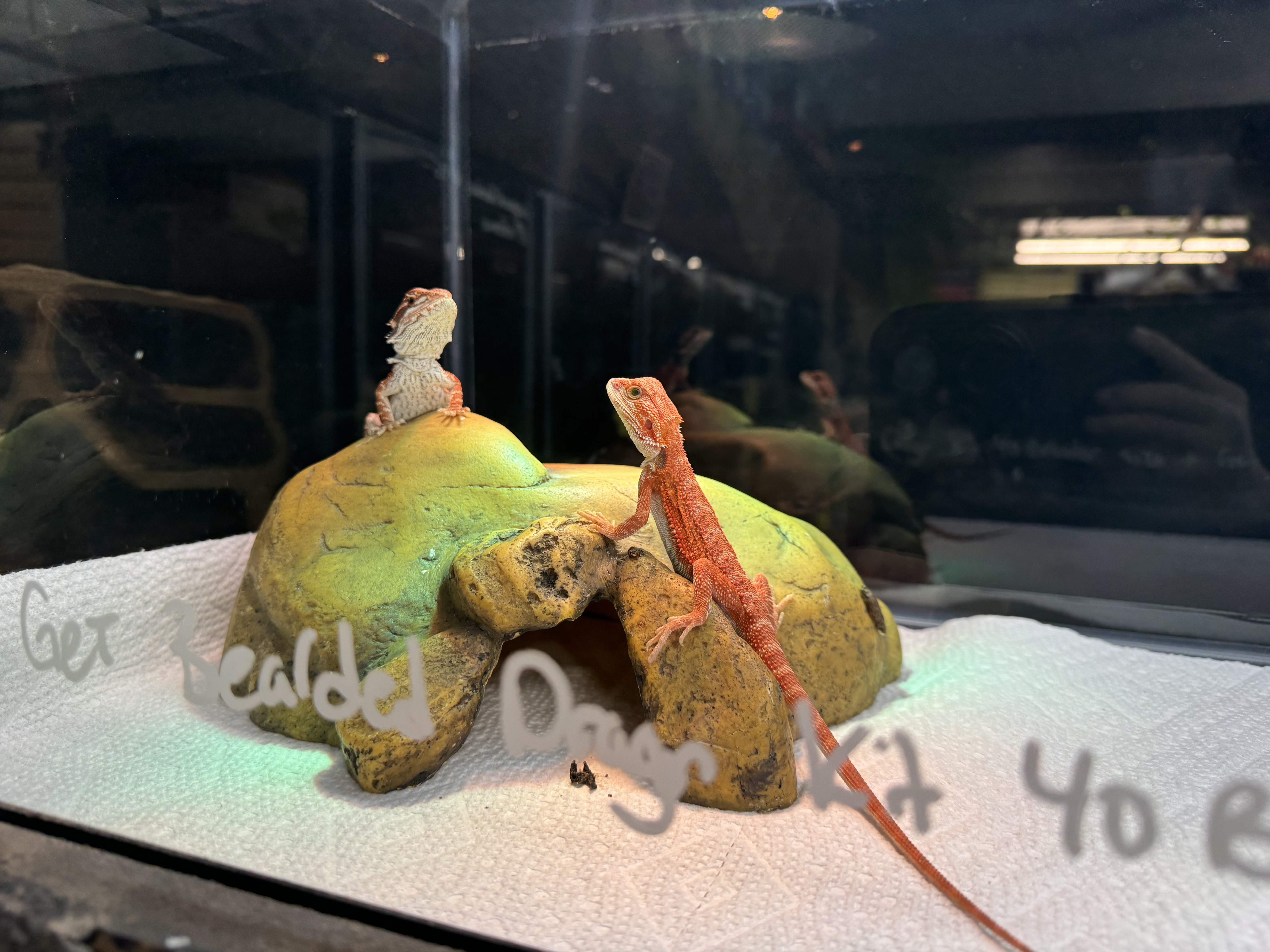 Balong's profile picture