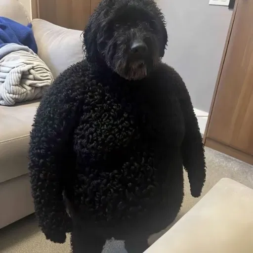 monty