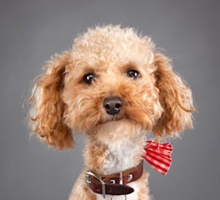 urwingman's profile picture